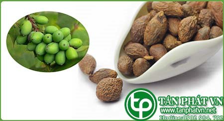 Cung cấp, bán hạt đười ươi tại quận 8 Chữa các bệnh về nhiệt