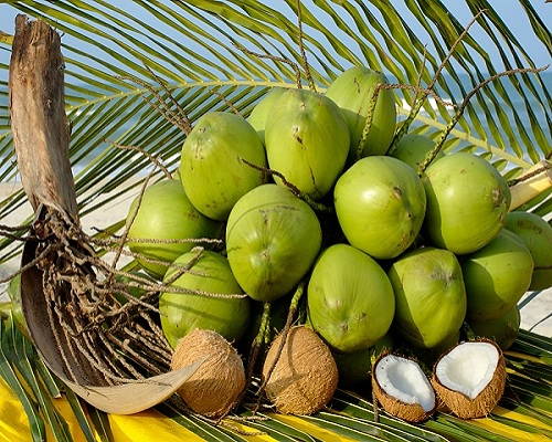 Tác dụng chữa bệnh và làm đẹp của quả dừa