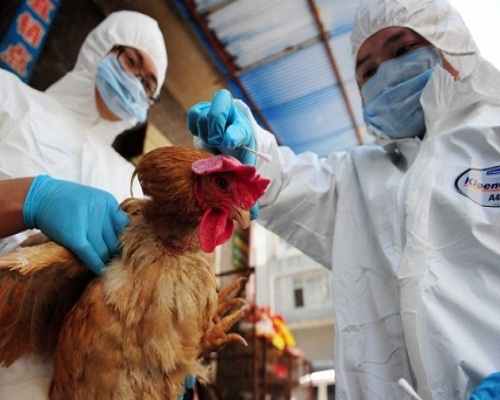 WHO cảnh báo virus cúm H7N9 có thể lây từ người sang người